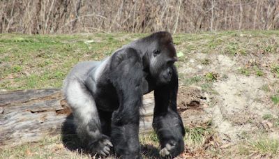 great-apes-of-harambee